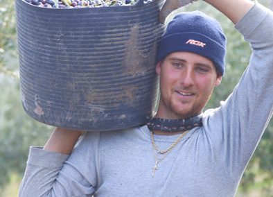 Olive picking in Tuscany..
