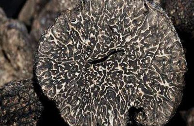 The millionaire’s mushroom..