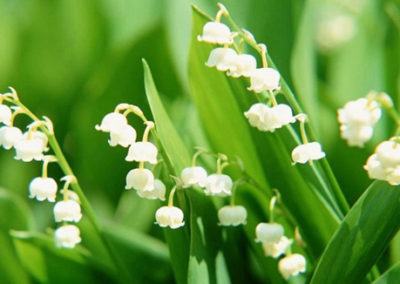 Lillies of the valley…